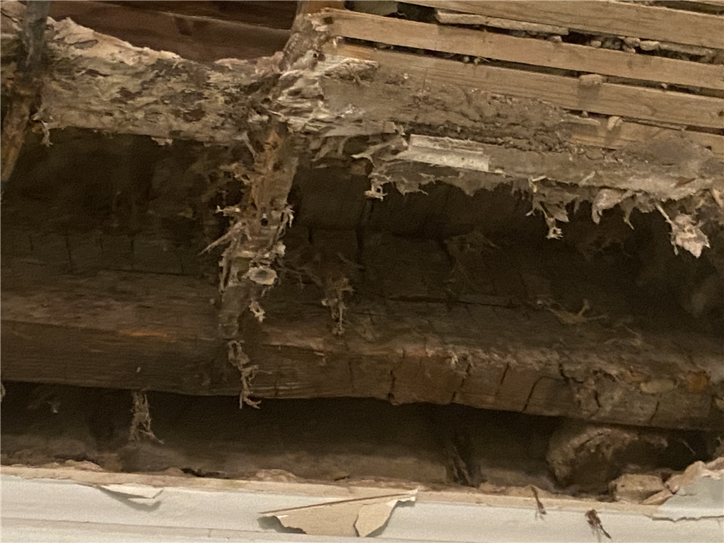 Dry Rot found on a recent job in Edinburgh. Gallery Image