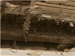 Dry Rot found on a recent job in Edinburgh. Gallery Thumbnail