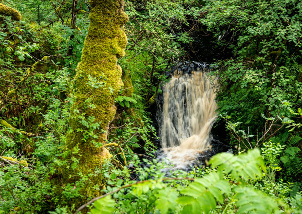 £1m Funding Announced For Scottish Rainforest Restoration | Scotland ...